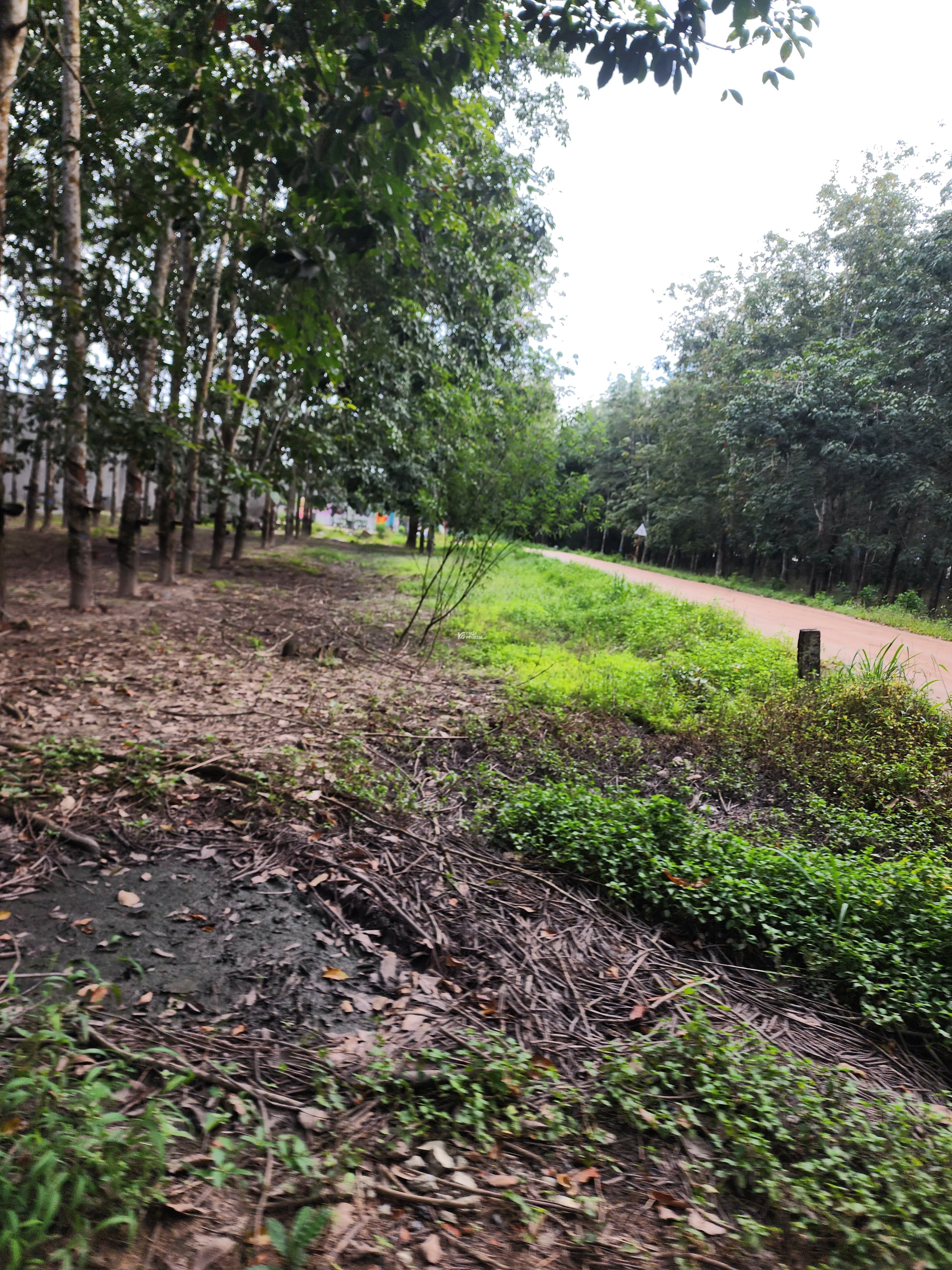 Đất khu vực Tân Lập Phường Tân Uyên