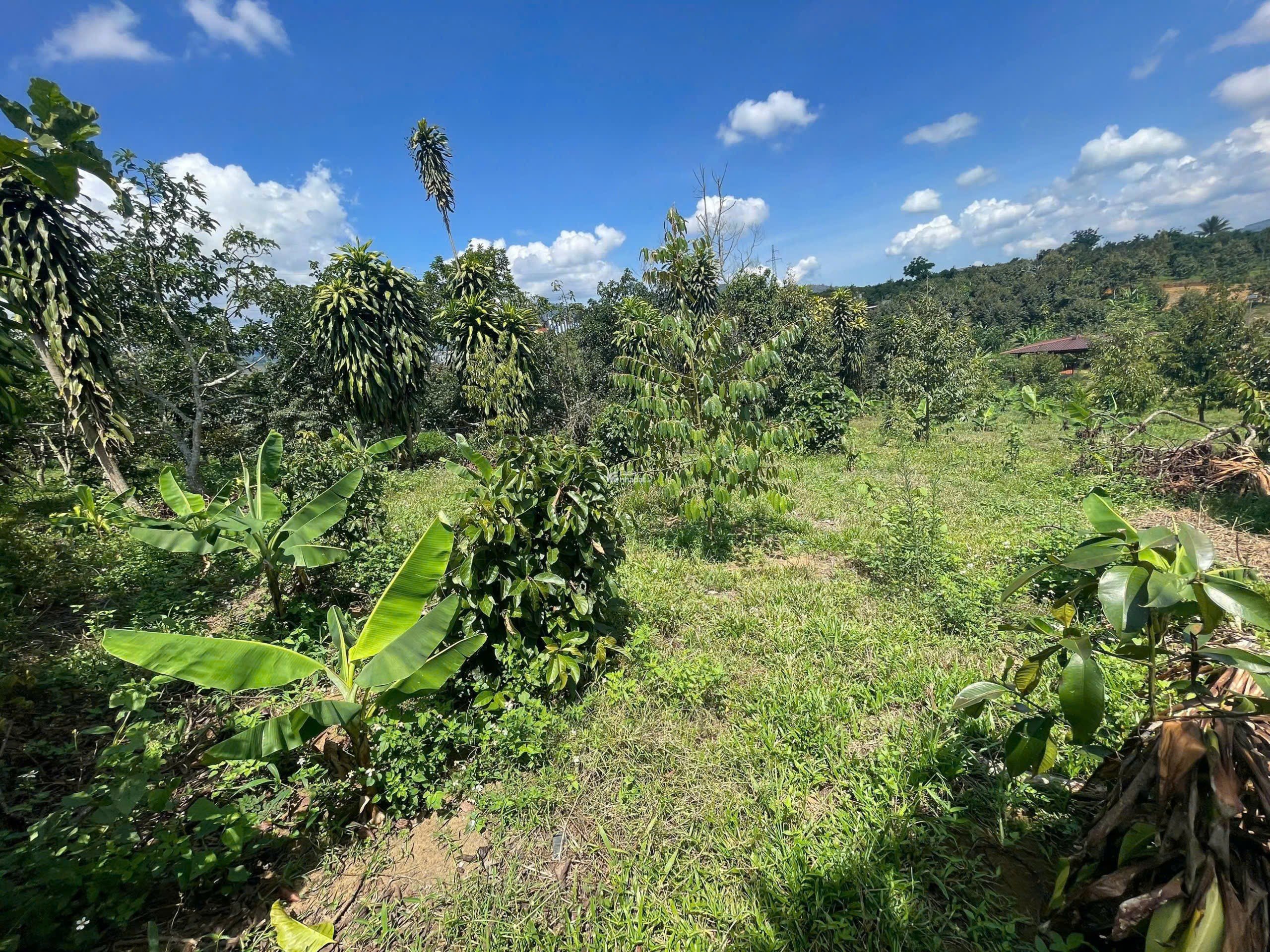 Đất nền nghỉ dưỡng bảo lộc, giá đang được triết khấu cao 