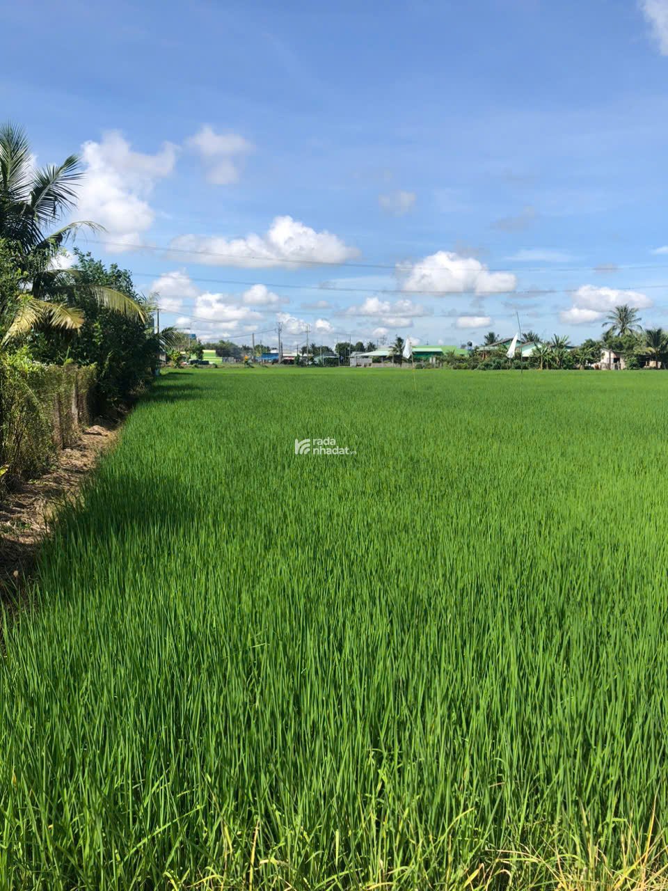 BÁN ĐẤT XÃ TÂN BÌNH TÂN TRỤ ĐƯỜNG XE HƠI SÁT TỈNH LỘ  2000M2 NHIK 1,5 TỶ 