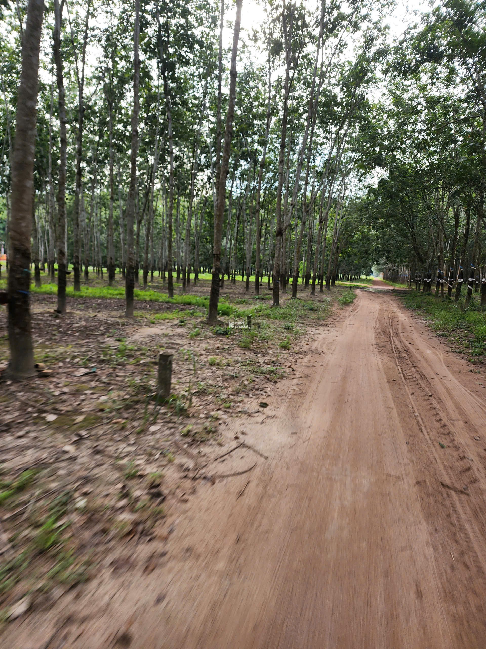 Đất khu vực Tân Lập, Phường Tân Uyên, TP HCM