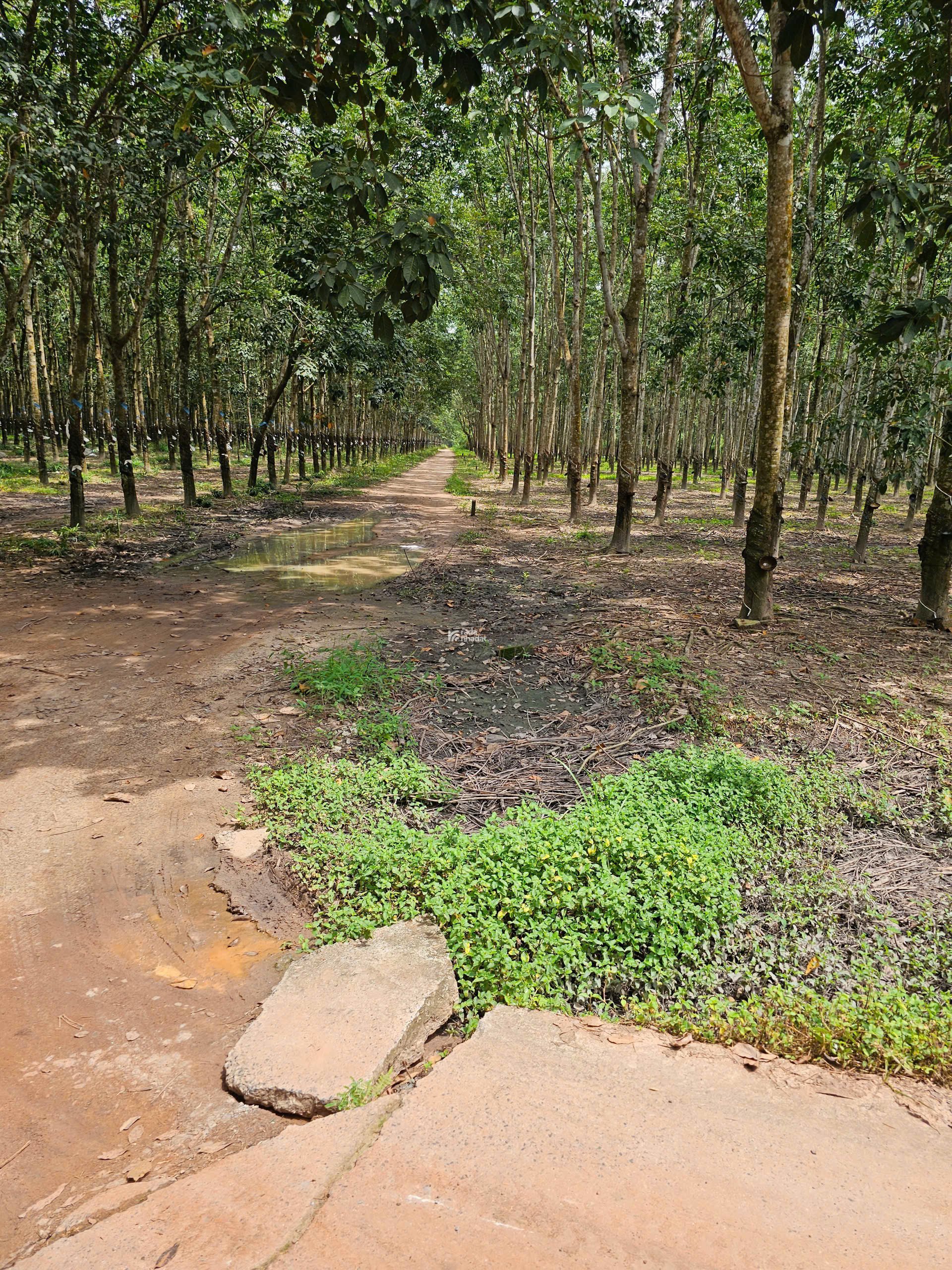 Đất khu vực Tân Lập, Phường Tân Uyên, TP HCM