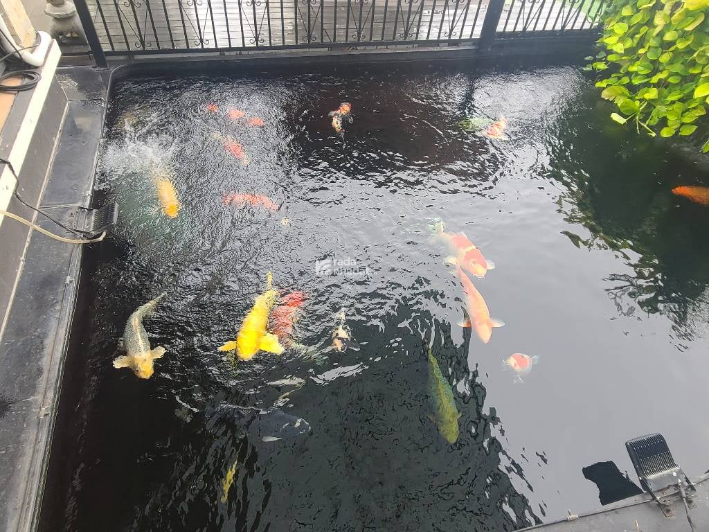 BIỆT THỰ - P. THẢO ĐIỀN, QUẬN 2 - NGUYỄN VĂN HƯỞNG- DT: 501M2- 308 TỶ