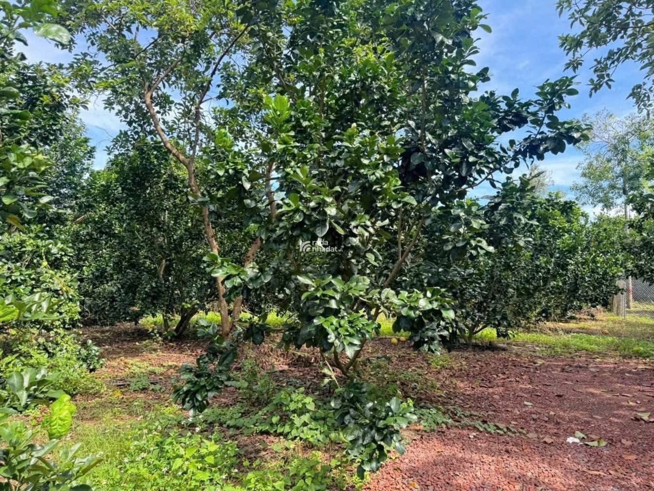  đất dân đất nền thổ cư co 100 thổ cư