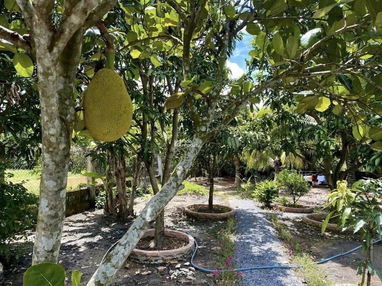 Chính chủ kẹt tiền bán lô đất gần KCN Bình Dương