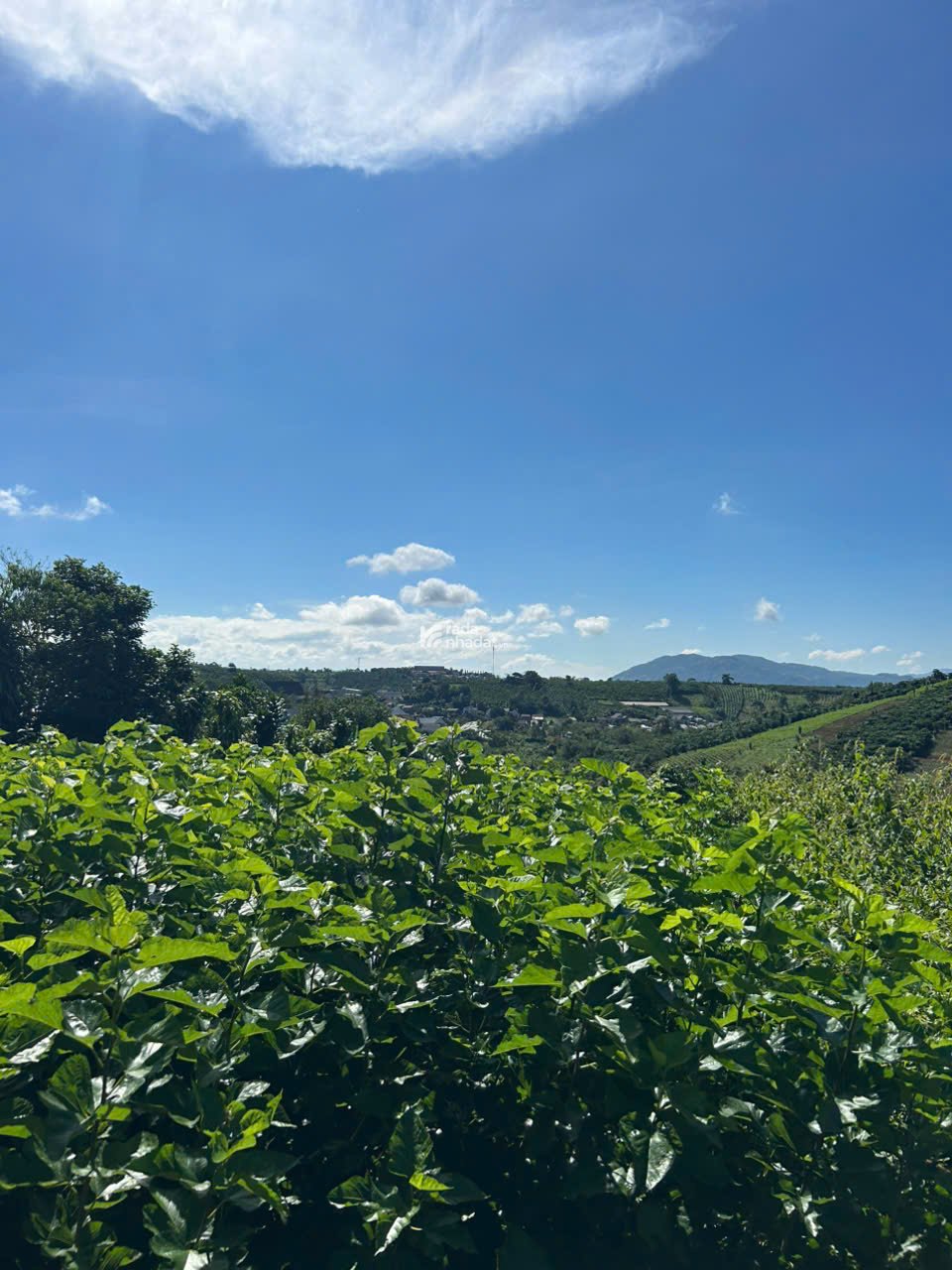 Đất nền nghỉ dưỡng gần Đồi Chè Tâm Châu Bảo Lộc giá tốt nhất khu vực chỉ 6 triệu/m2