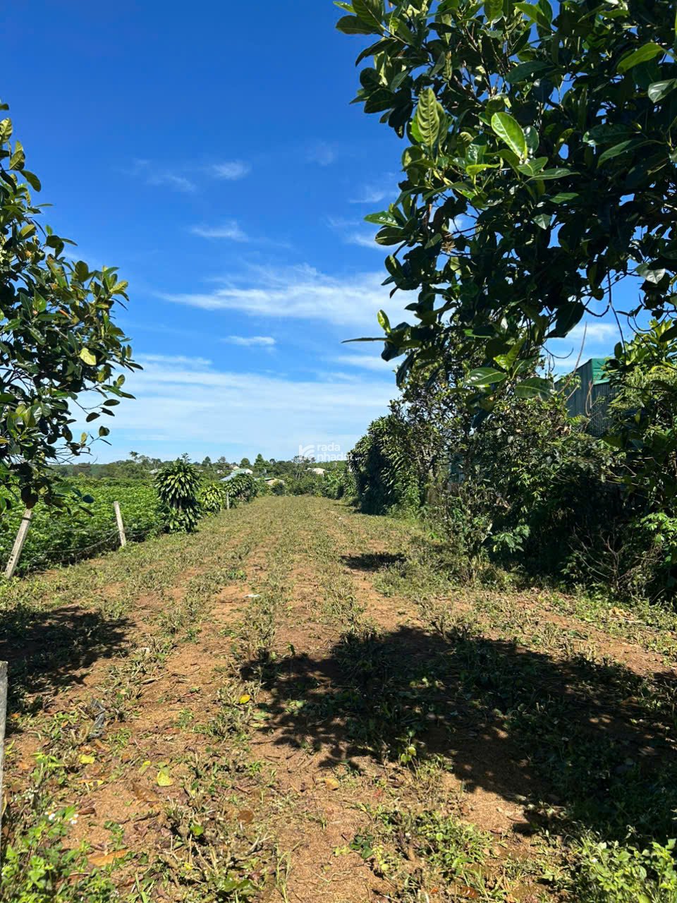 Đất nền nghỉ dưỡng gần Đồi Chè Tâm Châu Bảo Lộc giá tốt nhất khu vực chỉ 6 triệu/m2