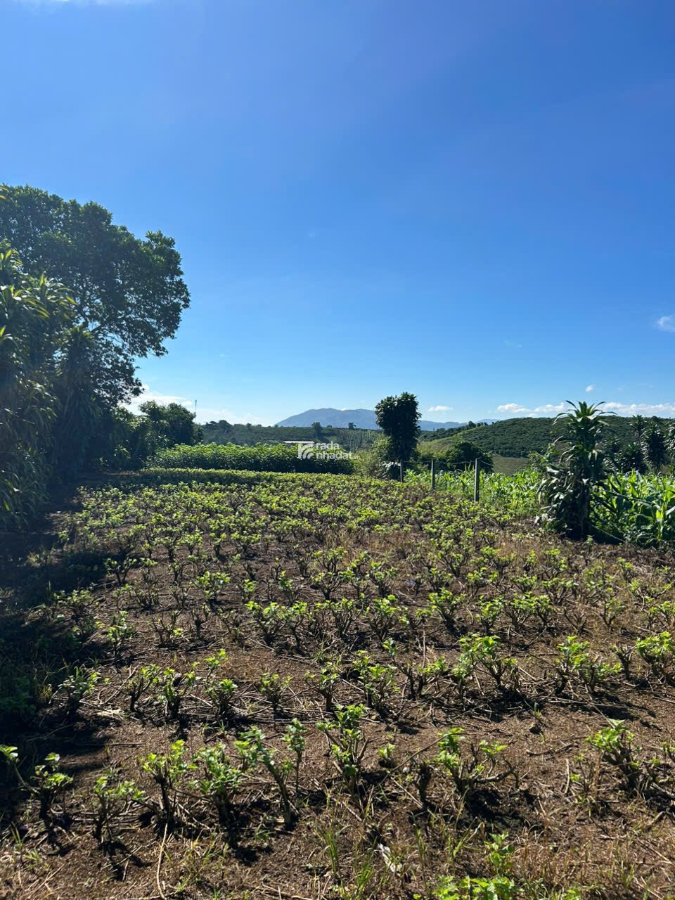 Đất nền nghỉ dưỡng gần Đồi Chè Tâm Châu Bảo Lộc giá tốt nhất khu vực chỉ 6 triệu/m2