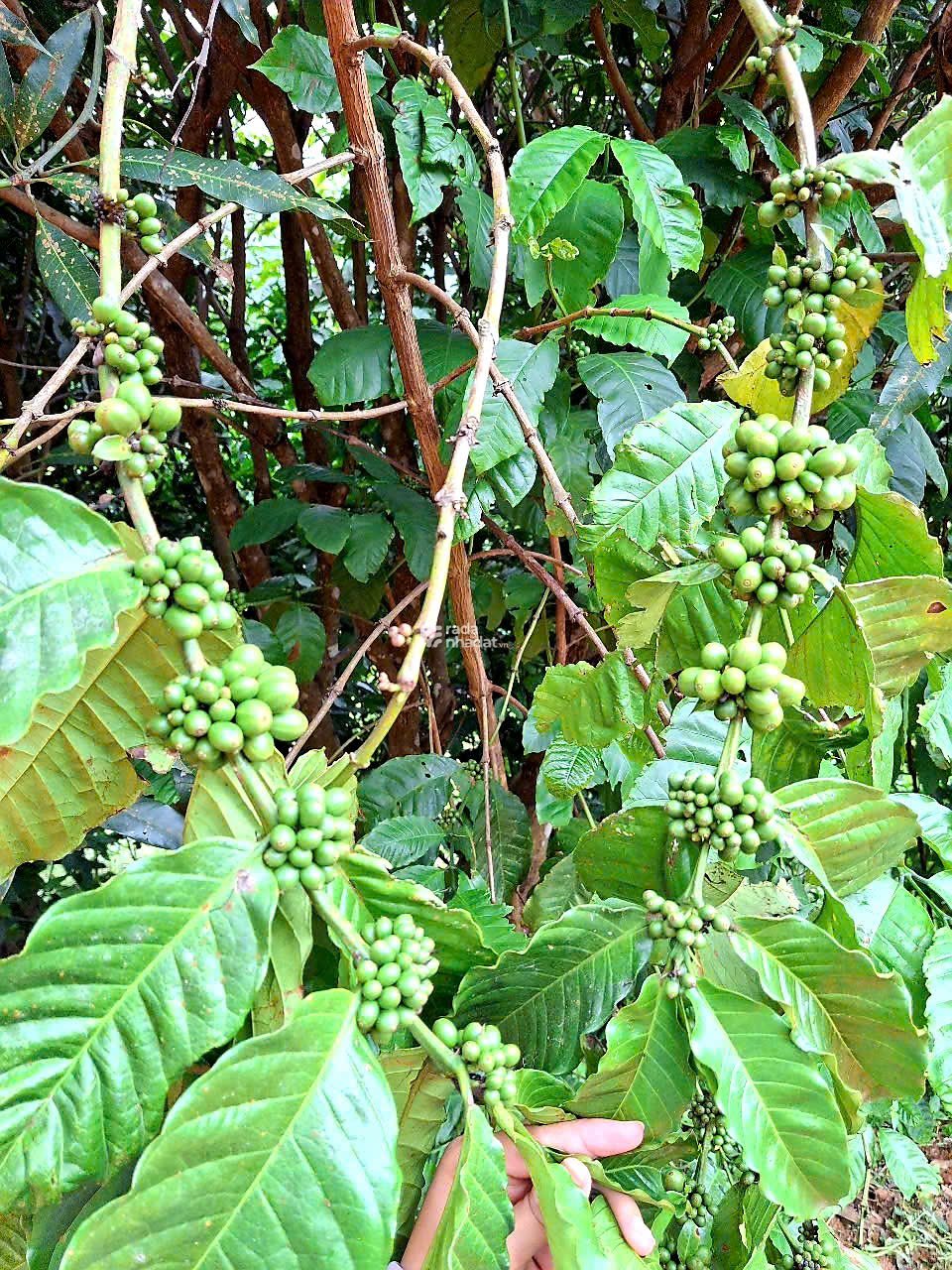Đất cà phê Lộc Nam - Lâm Đồng 
