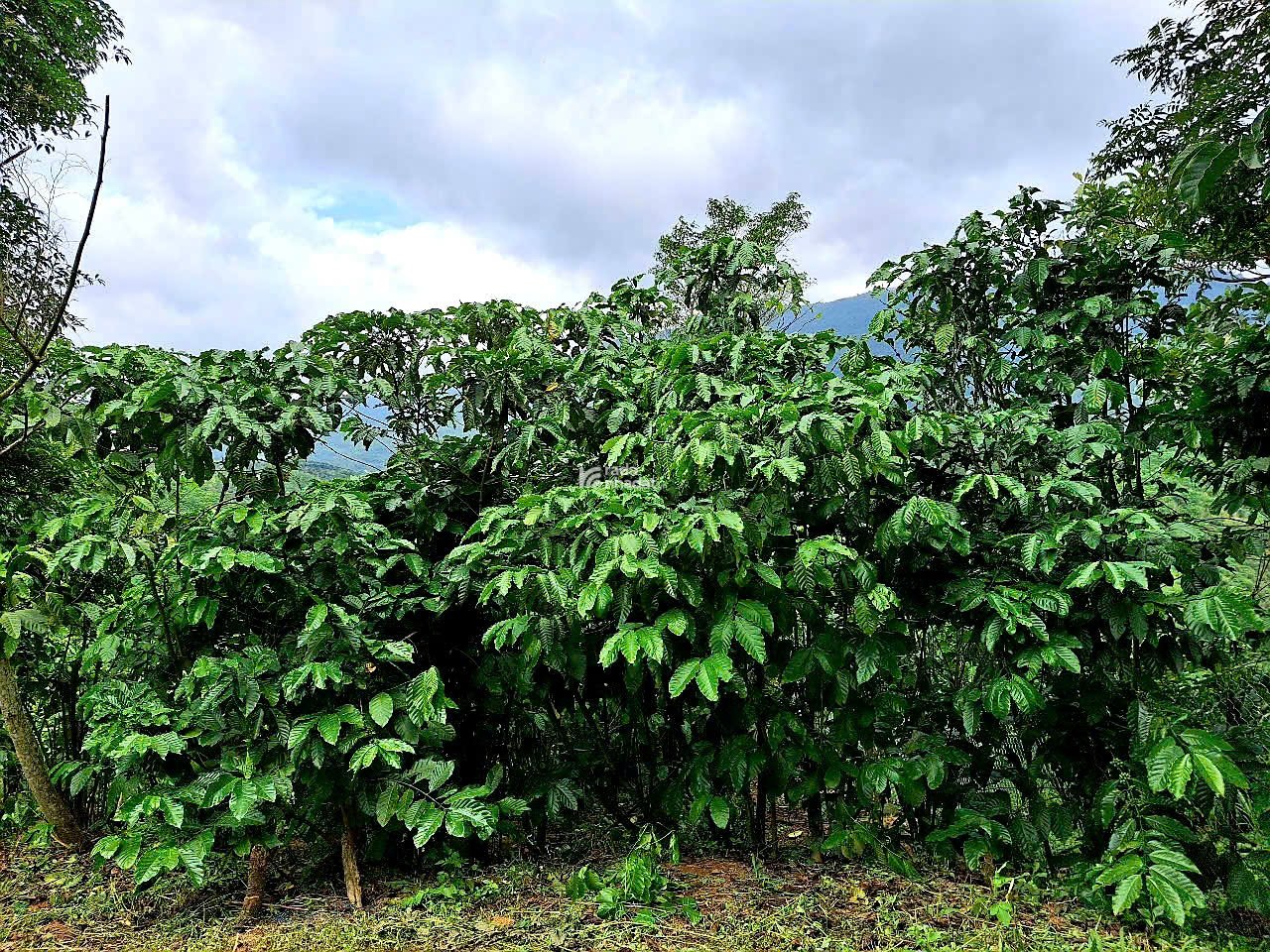Đất cà phê Lộc Nam - Lâm Đồng 