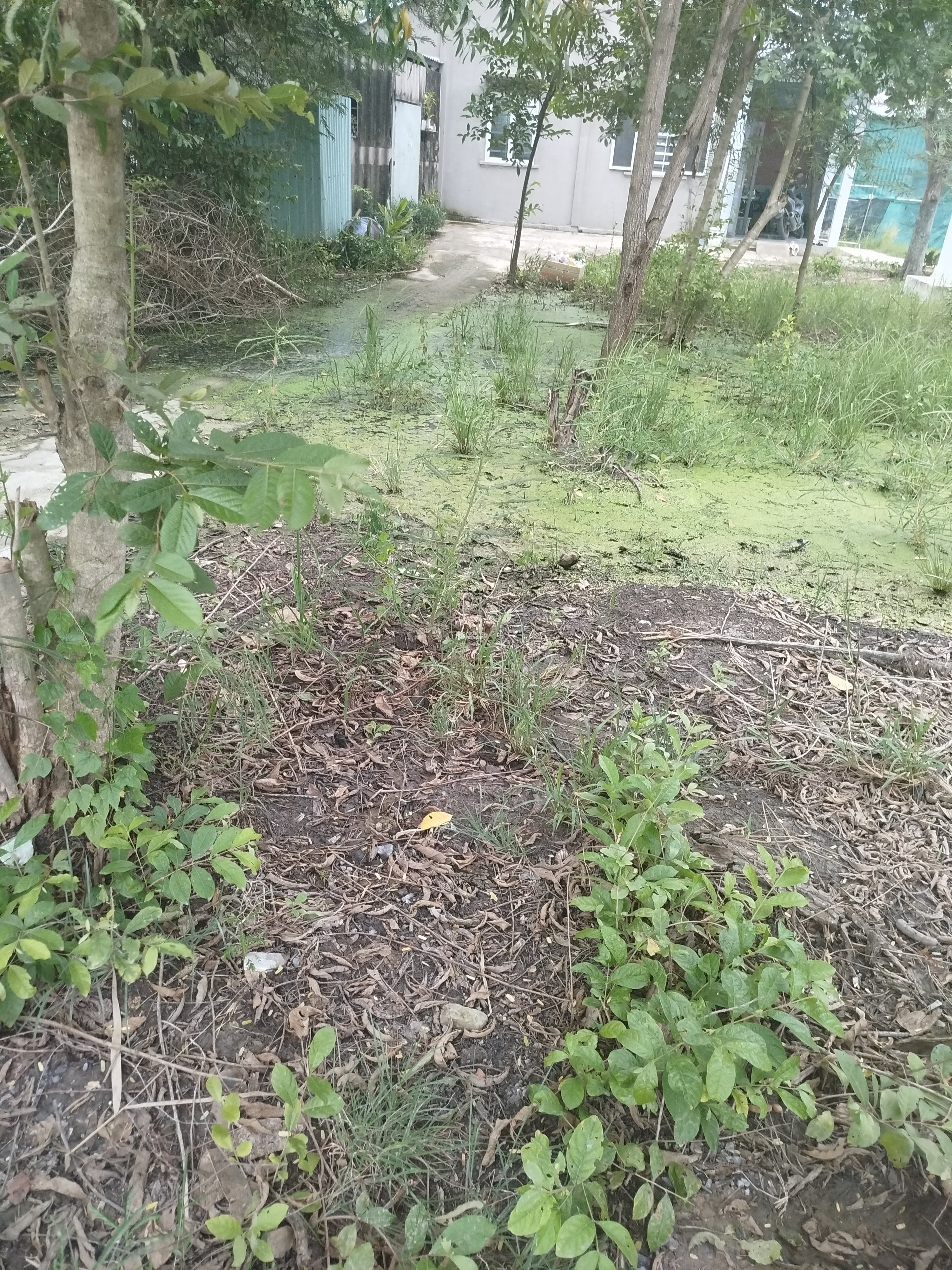 Cần bán đất ở cần giuộc tây ninh (long an cũ) 
