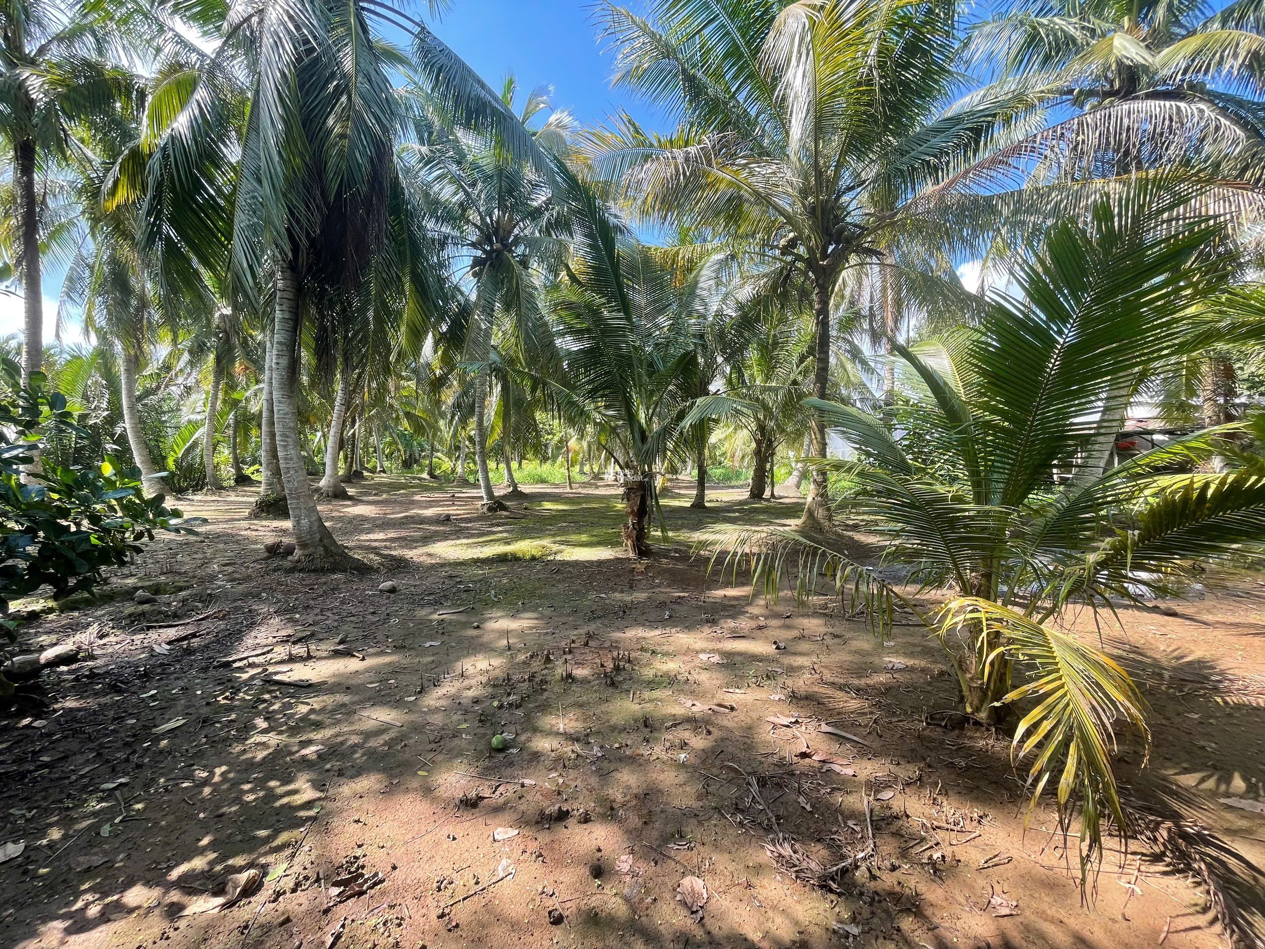 ĐẤT VƯỜN DỪA 1500 M2 ĐANG THU HOẠCH (CÓ 200 M2 THỎ CƯ), LỘ NHỰA 5 TẤN