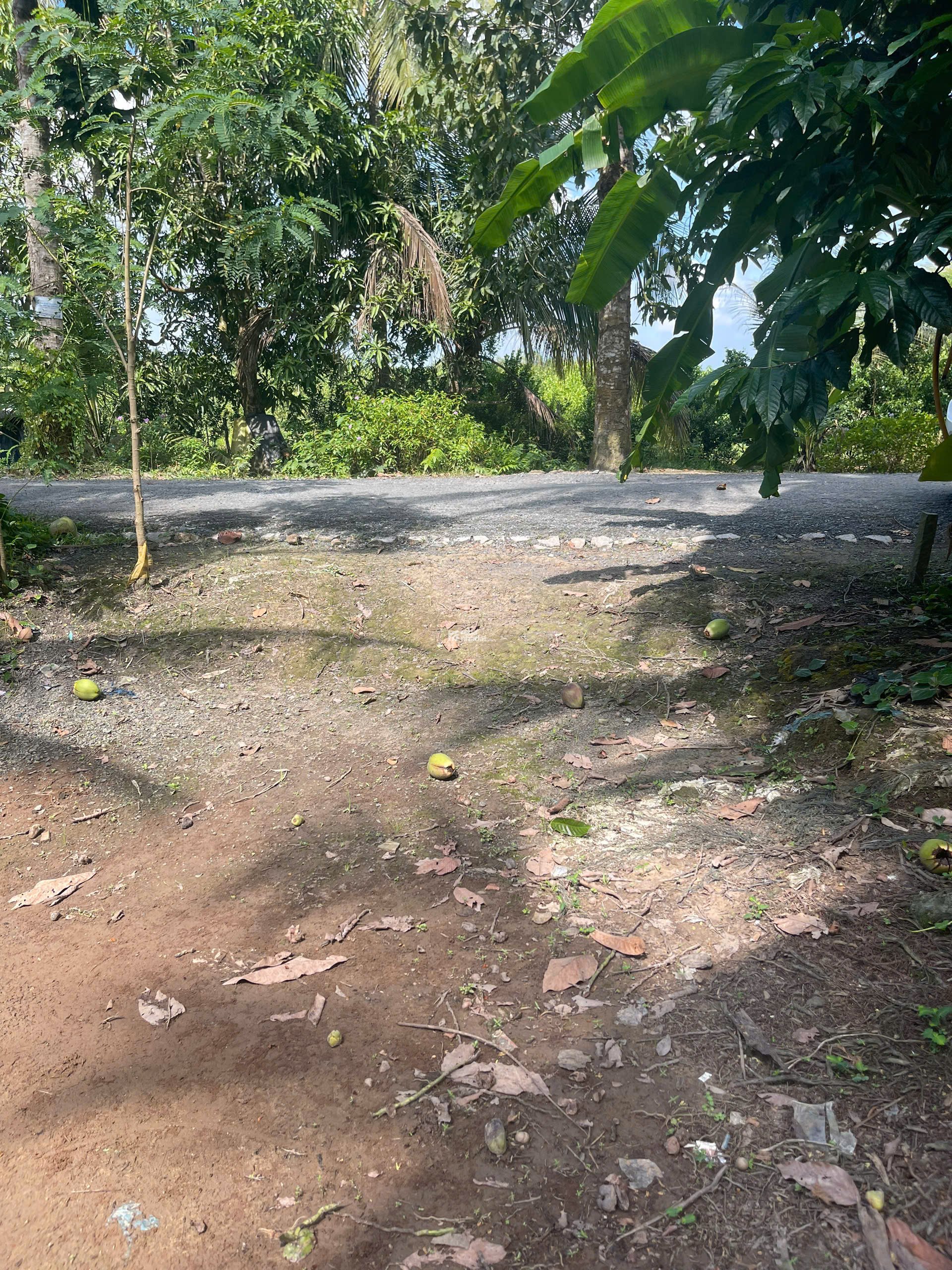 ĐẤT VƯỜN DỪA 1500 M2 ĐANG THU HOẠCH (CÓ 200 M2 THỎ CƯ), LỘ NHỰA 5 TẤN