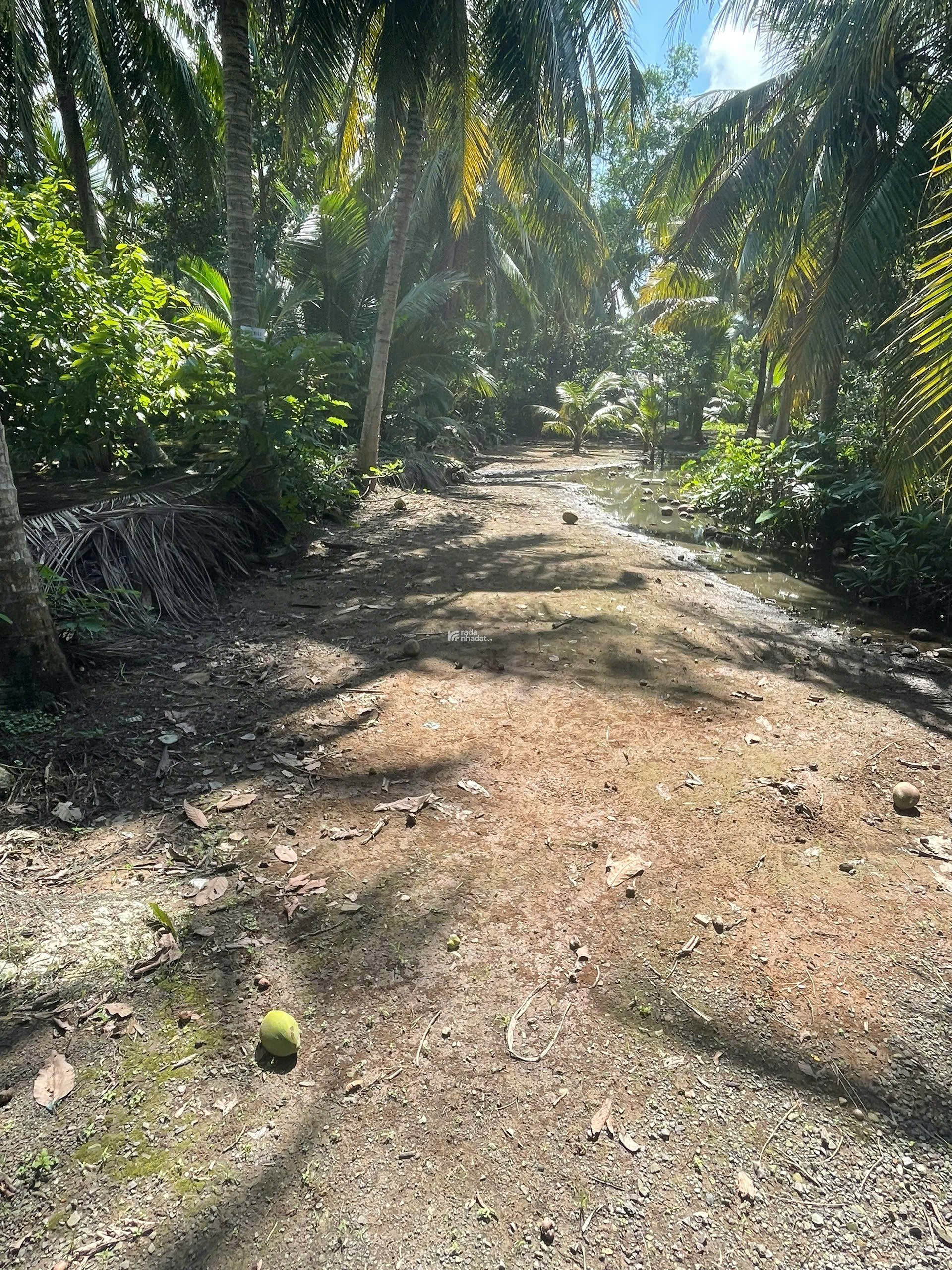 ĐẤT VƯỜN DỪA 1500 M2 ĐANG THU HOẠCH (CÓ 200 M2 THỎ CƯ), LỘ NHỰA 5 TẤN