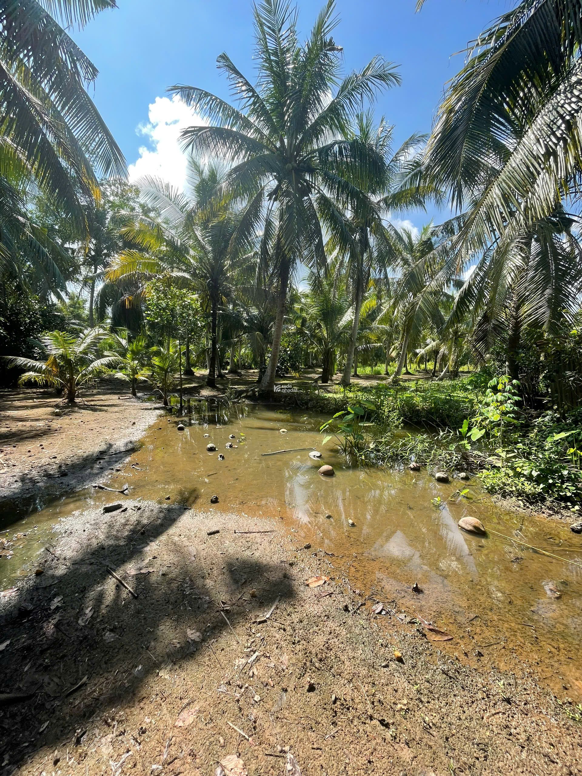 ĐẤT VƯỜN DỪA 1500 M2 ĐANG THU HOẠCH (CÓ 200 M2 THỎ CƯ), LỘ NHỰA 5 TẤN