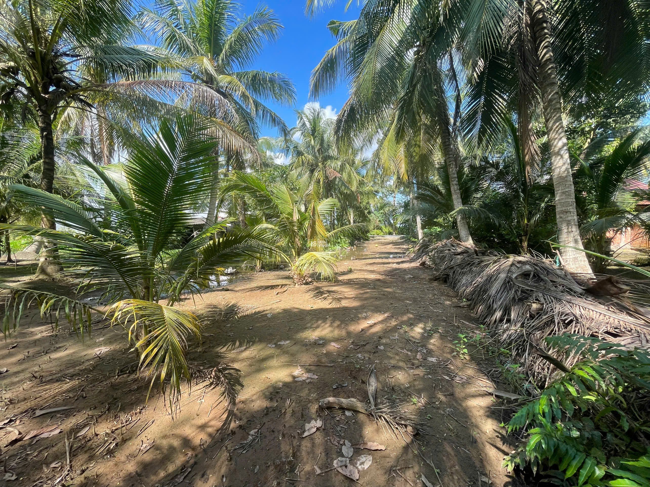 ĐẤT VƯỜN DỪA 1500 M2 ĐANG THU HOẠCH (CÓ 200 M2 THỎ CƯ), LỘ NHỰA 5 TẤN