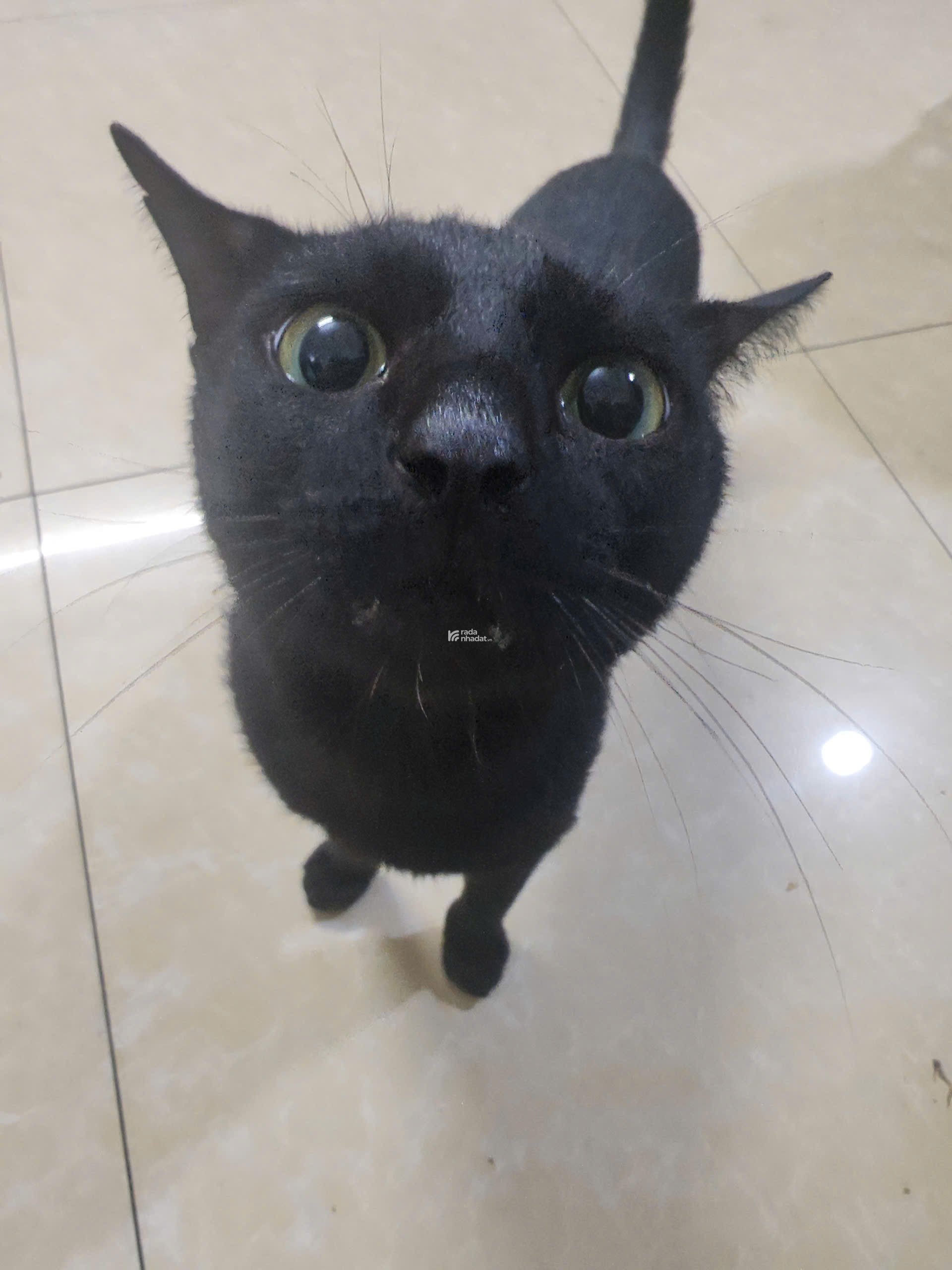 Bán nhà Phú Nhuận, bán nhà mặt tiền 12 x 10 x 4 tầng , nhiều phương án kinh doanh cho thuê tốt