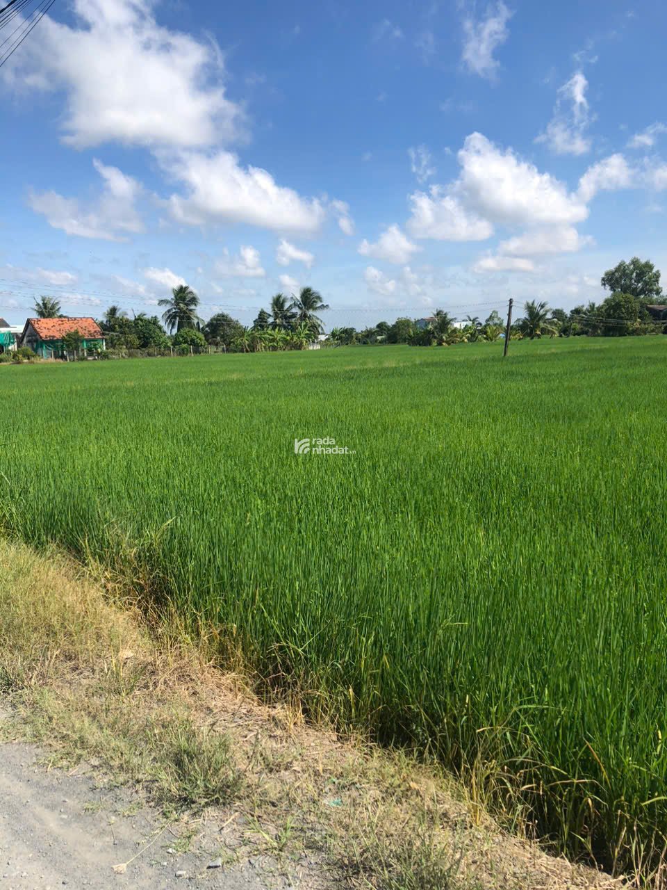 BÁN ĐẤT XÃ TÂN BÌNH TÂN TRỤ ĐƯỜNG XE HƠI SÁT TỈNH LỘ  2000M2 NHIK 1,5 TỶ 