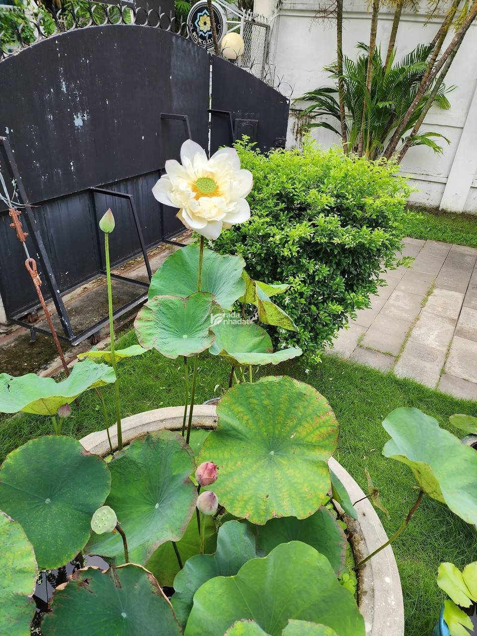 Villa Thảo Điền có hồ bơi, sân vườn