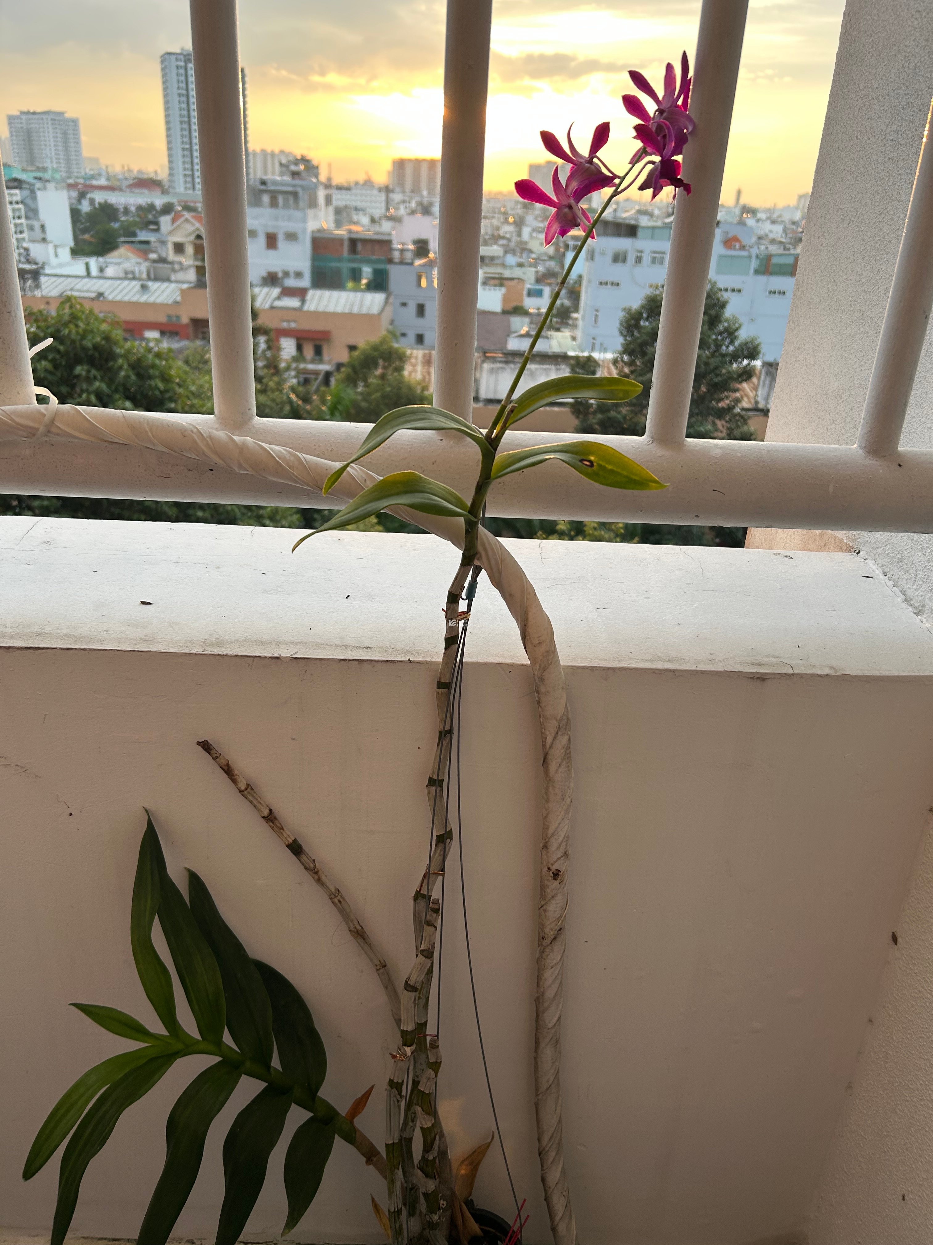 Chị thuê căn hộ chung cư Bàu Cát 2