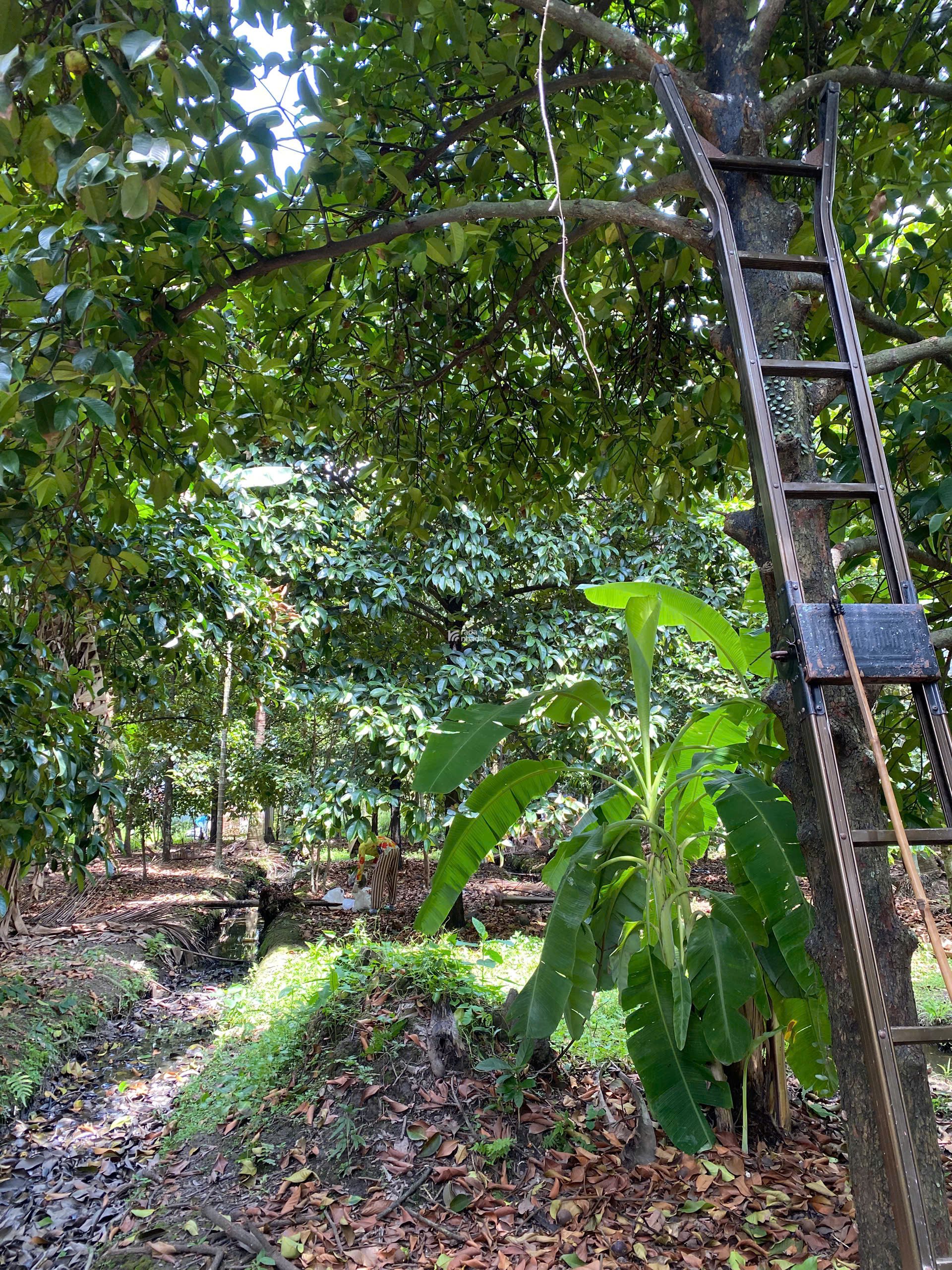 Bán đất tại Đường An Sơn 26, Xã An Sơn, Thuận An, Bình Dương, 33 tỷ, 2477m2