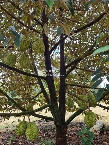 Bán nhà vườn nghĩ dưỡng hưng long ,tp. bình chánh