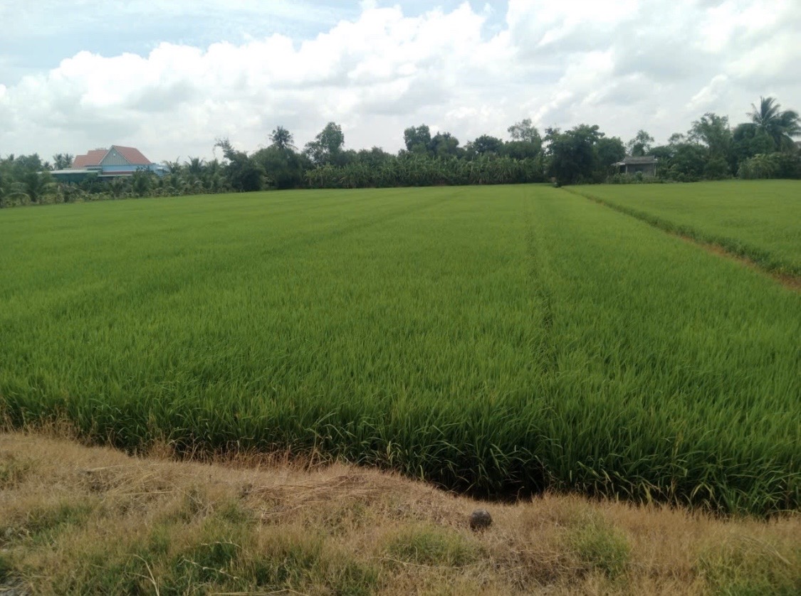 CHÍNH CHỦ CẦN BÁN GẤP 7.481M2 ĐẤT LÚA, MỸ THẠNH, THỦ THỪA CŨ