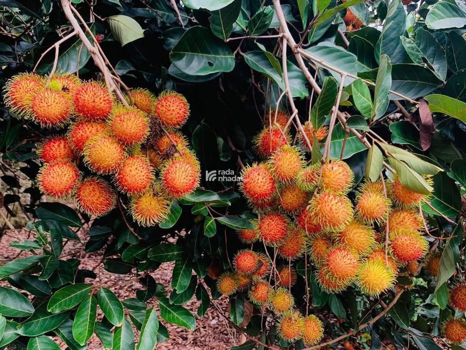 chính chủ bán 200m2 đất đường nhựa hương lộ 2 sổ hồng làm kho xưởng nhà vườn nhà trọ