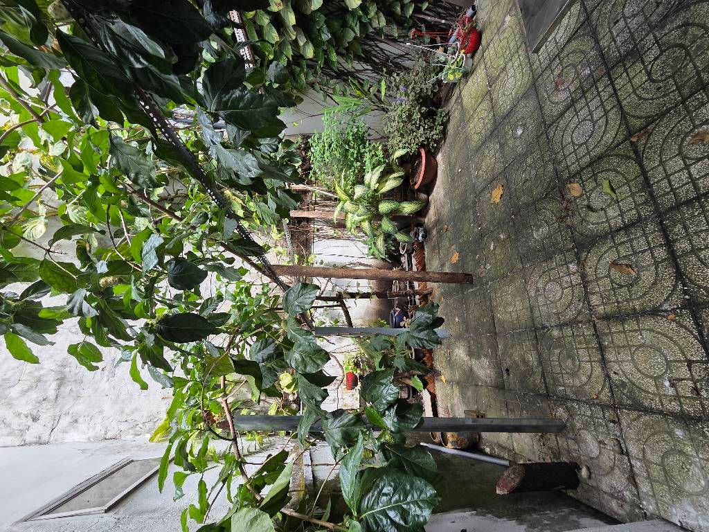 Nhà HXH Nguyễn Hữu Tiến, 75m2, 3.9x19.2, 3PN, xây kiên cố, nhà mát mẻ