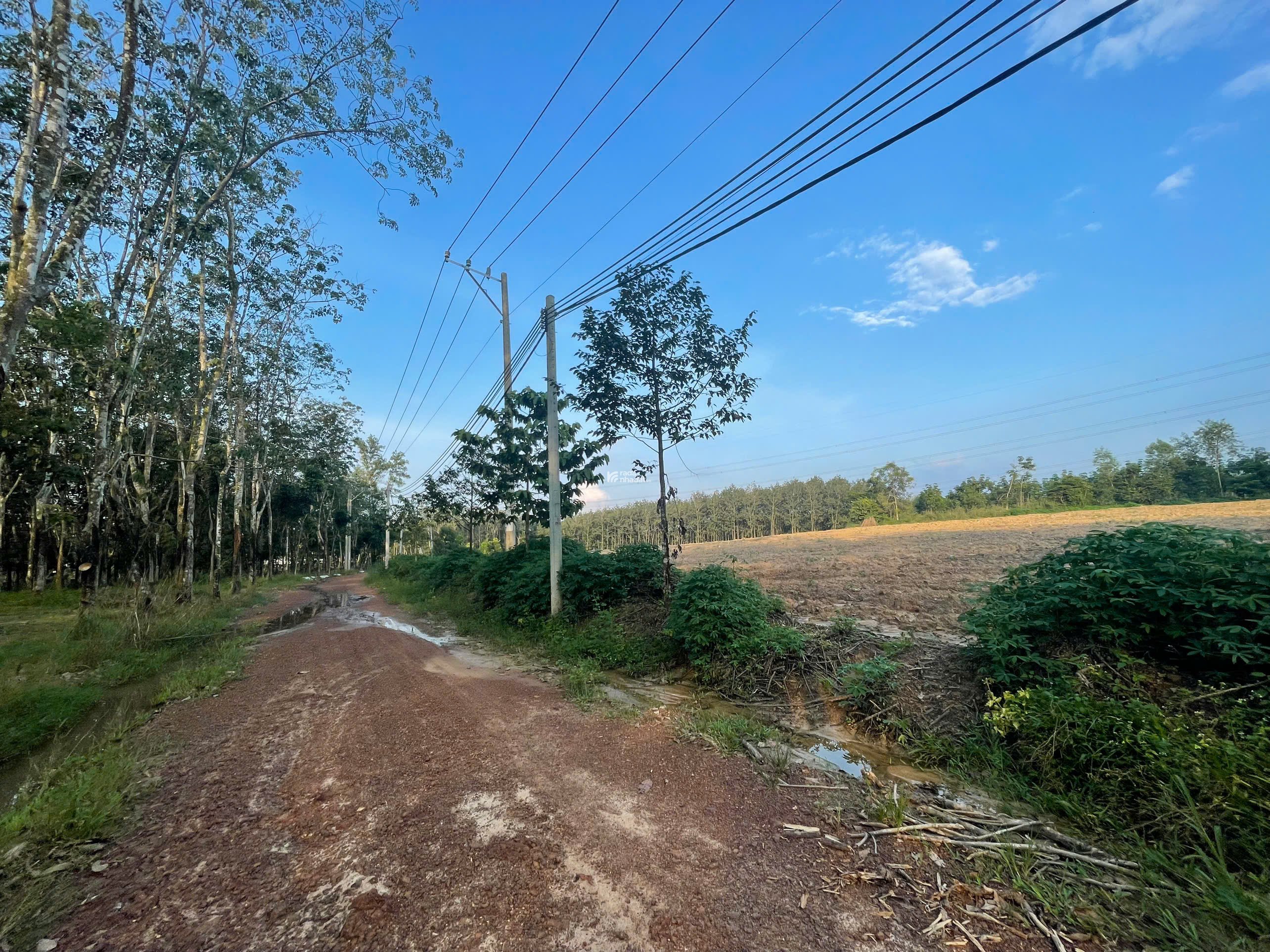 BÁN ĐẤT VƯỜN CAO SU 5287 M2 GIÁ TỐT CHỈ 3 TỶ TẠI XÃ AN LONG TỈNH BÌNH DƯƠNG (GIÁ CÒN THƯƠNG LƯỢNG)