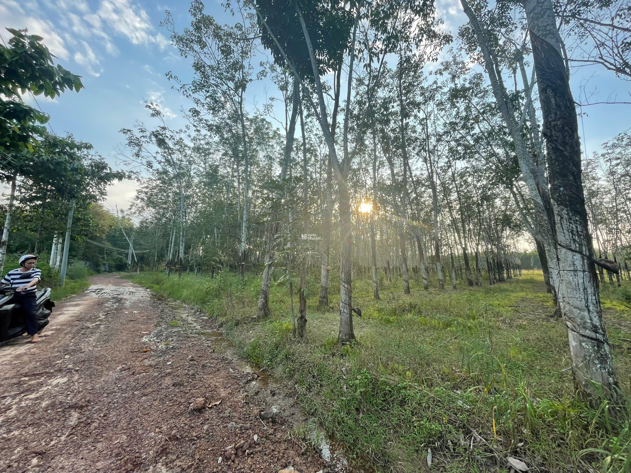 BÁN ĐẤT VƯỜN CAO SU 5287 M2 GIÁ TỐT CHỈ 3 TỶ TẠI XÃ AN LONG TỈNH BÌNH DƯƠNG (GIÁ CÒN THƯƠNG LƯỢNG)