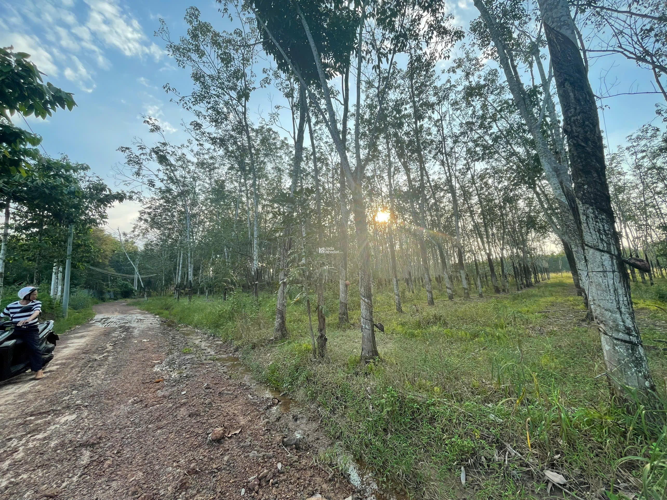 BÁN ĐẤT VƯỜN CAO SU 5287 M2 GIÁ TỐT CHỈ 3 TỶ TẠI XÃ AN LONG TỈNH BÌNH DƯƠNG (GIÁ CÒN THƯƠNG LƯỢNG)