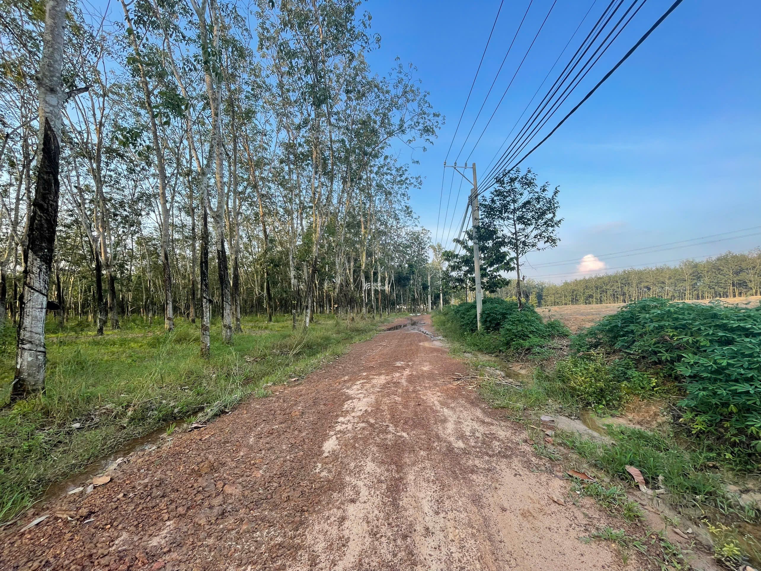 BÁN ĐẤT VƯỜN CAO SU 5287 M2 GIÁ TỐT CHỈ 3 TỶ TẠI XÃ AN LONG TỈNH BÌNH DƯƠNG (GIÁ CÒN THƯƠNG LƯỢNG)