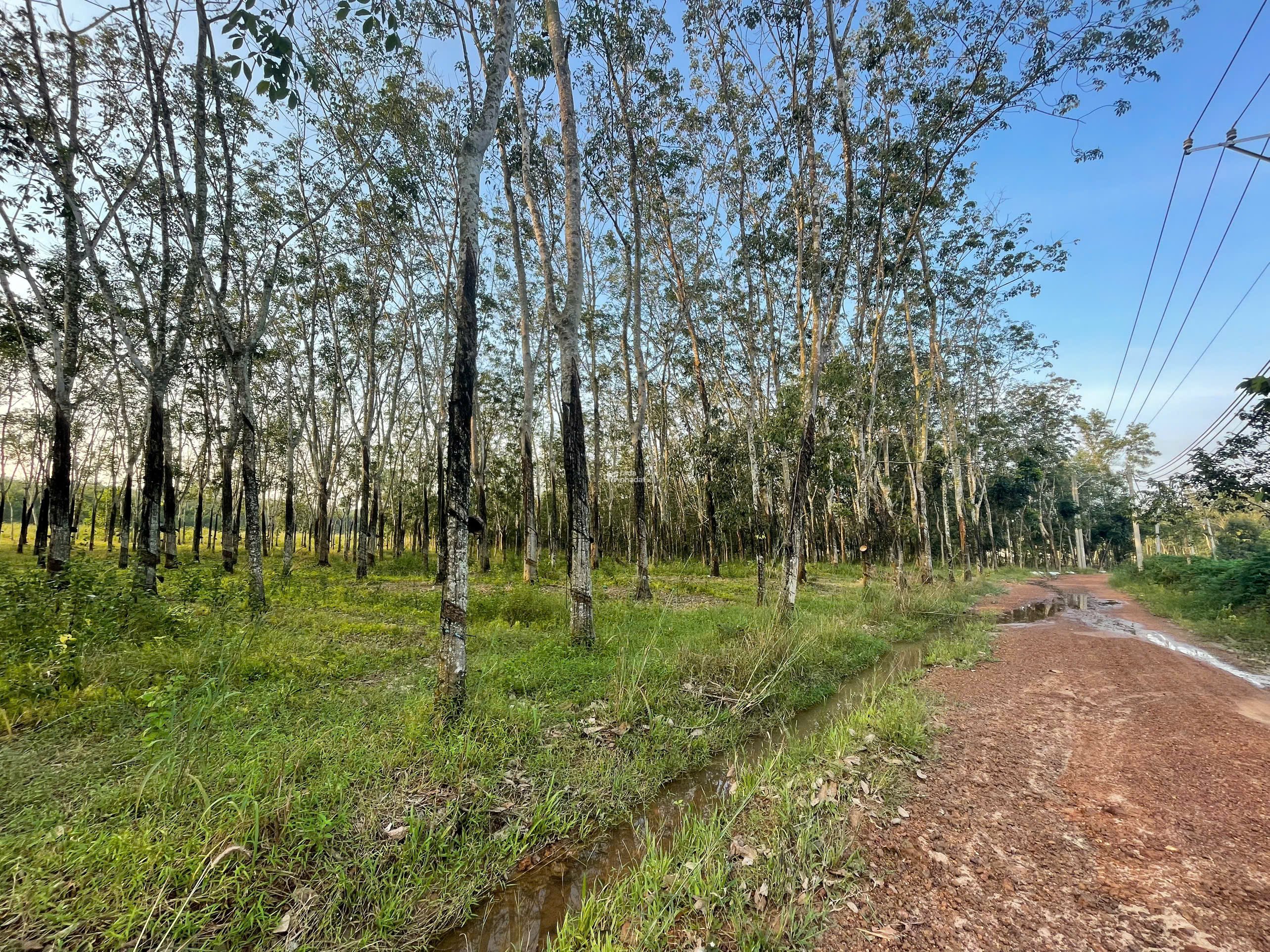 BÁN ĐẤT VƯỜN CAO SU 5287 M2 GIÁ TỐT CHỈ 3 TỶ TẠI XÃ AN LONG TỈNH BÌNH DƯƠNG (GIÁ CÒN THƯƠNG LƯỢNG)