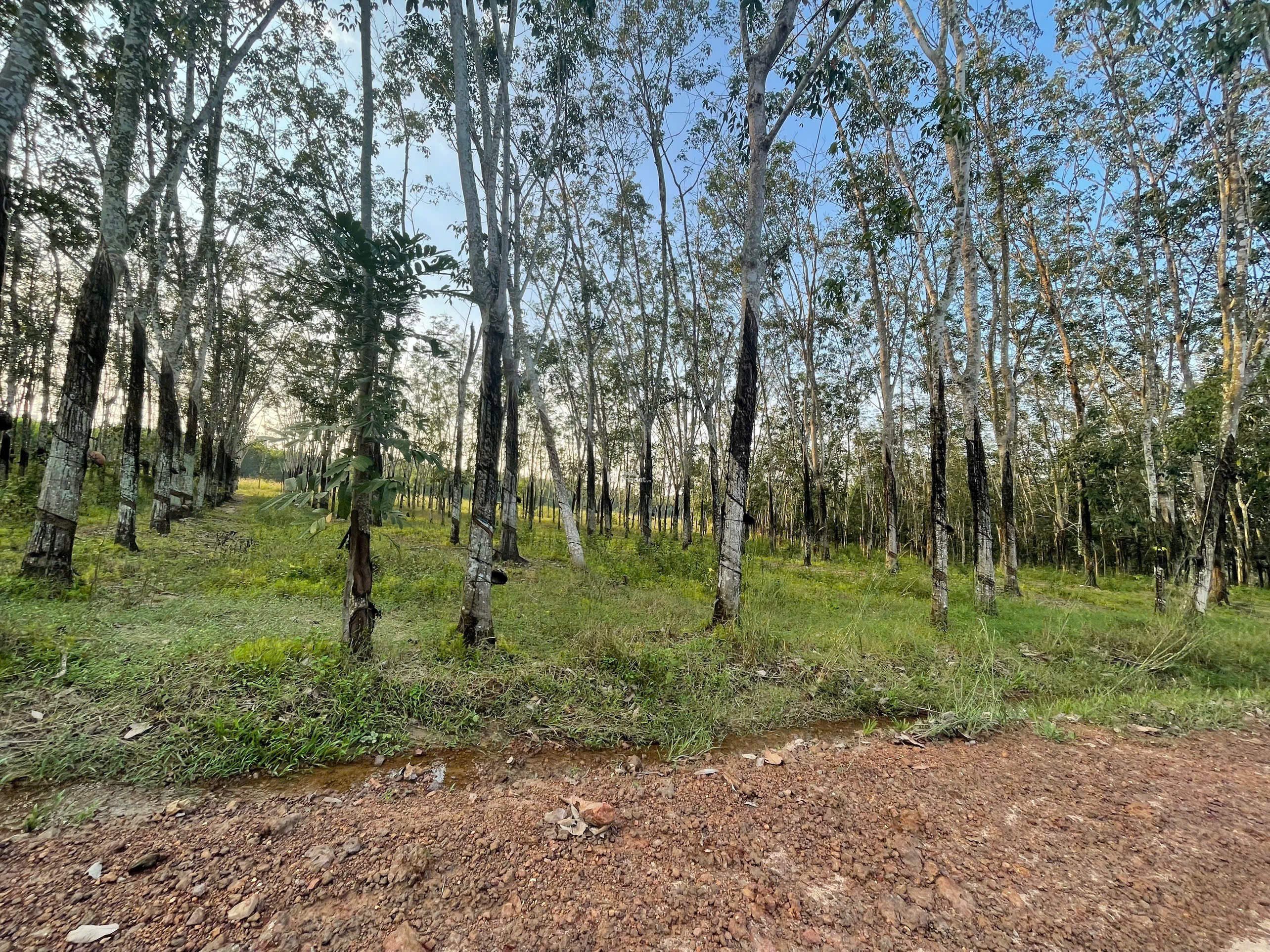 BÁN ĐẤT VƯỜN CAO SU 5287 M2 GIÁ TỐT CHỈ 3 TỶ TẠI XÃ AN LONG TỈNH BÌNH DƯƠNG (GIÁ CÒN THƯƠNG LƯỢNG)