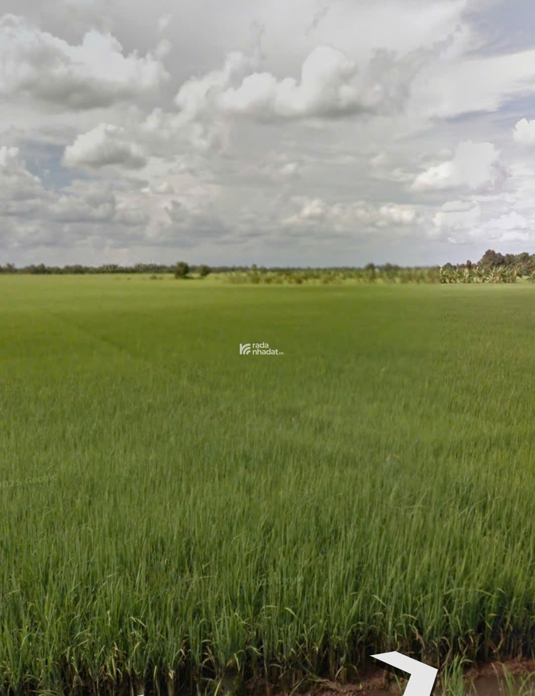 Bán đất lúa (chính chủ), gần KDC Nam Long, An Thạnh, Bến Lức, Long An