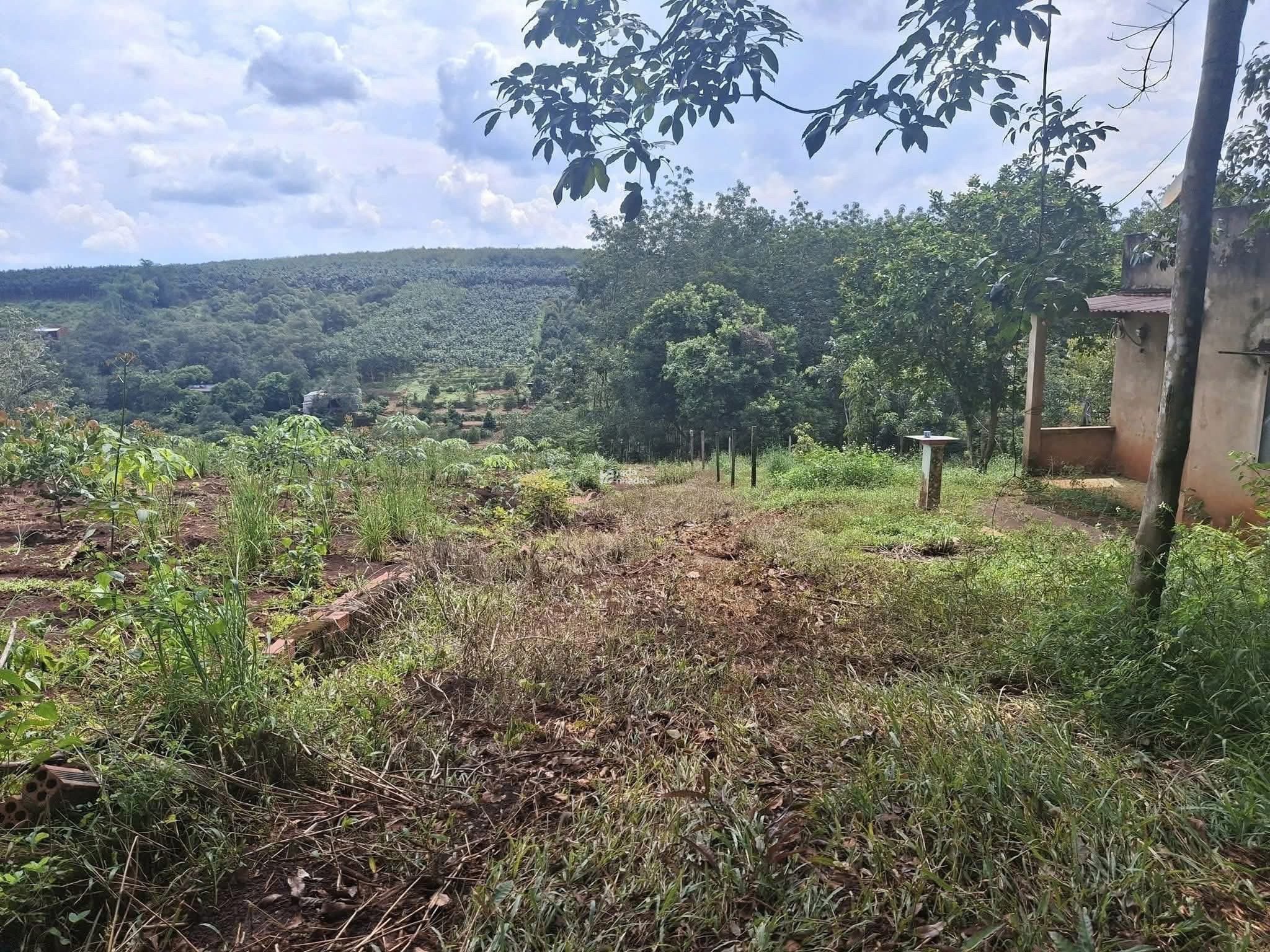 cô gái nghèo bán đất dân có sẵn 100m thổ cư