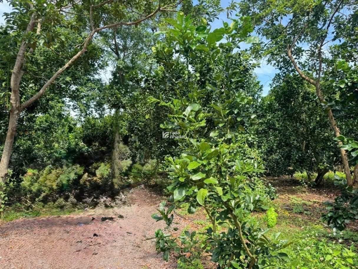 đất dân đất nền thổ cư co 100 thổ cư