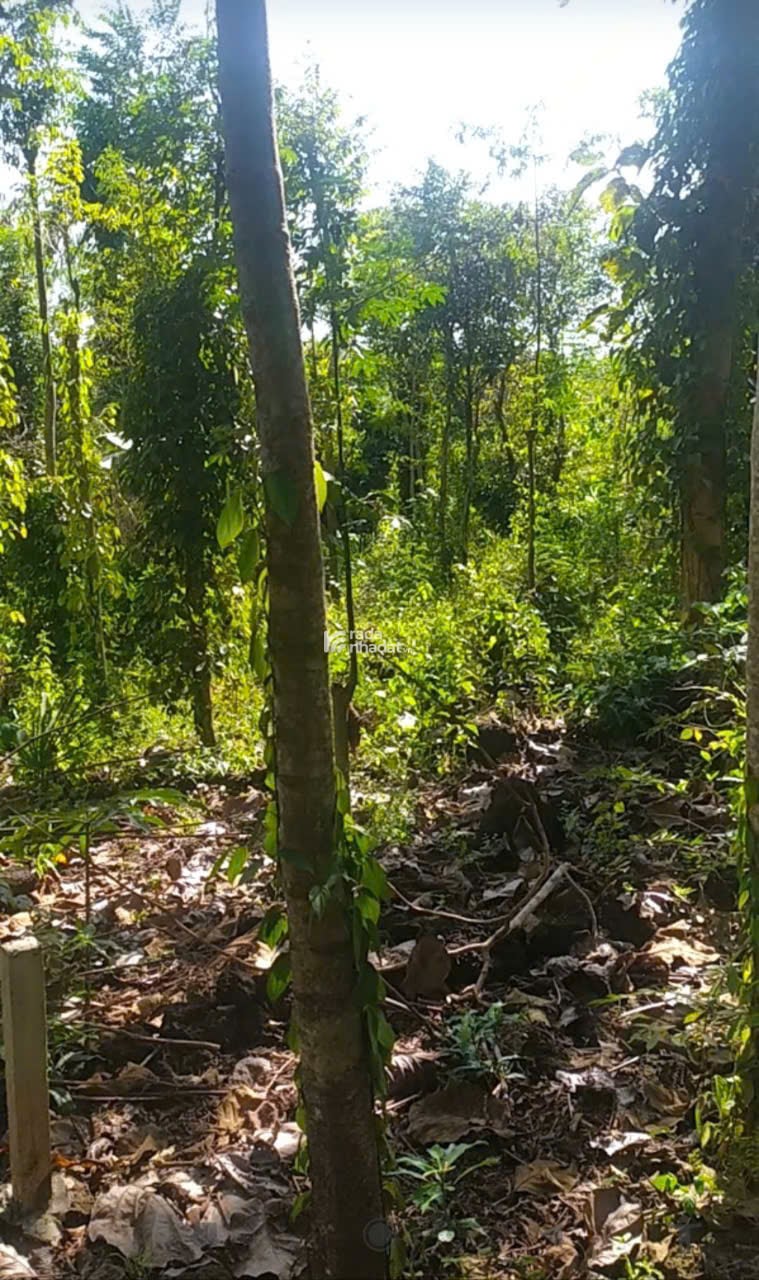 Bán nền đất MT Đường Mới Xã Thanh Sơn H.Đinh Quán T. Đồng Nai 6,5mx27m 320 triêu