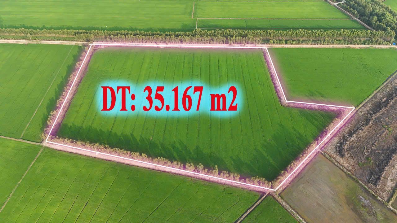 3,5 mẫu lúa rừng sản xuất mặt tiền đá xanh trung tâm huyện Đức Huệ, Long an giá rẽ