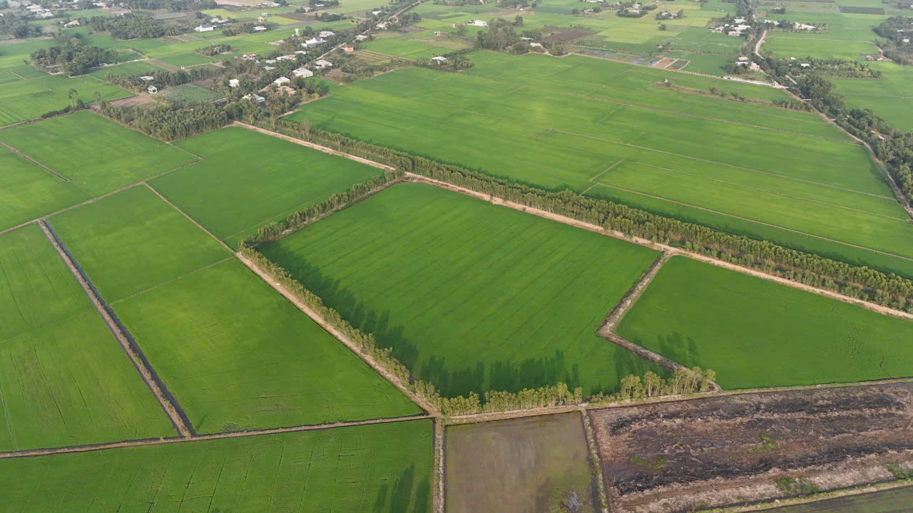 3,5 mẫu lúa rừng sản xuất mặt tiền đá xanh trung tâm huyện Đức Huệ, Long an giá rẽ