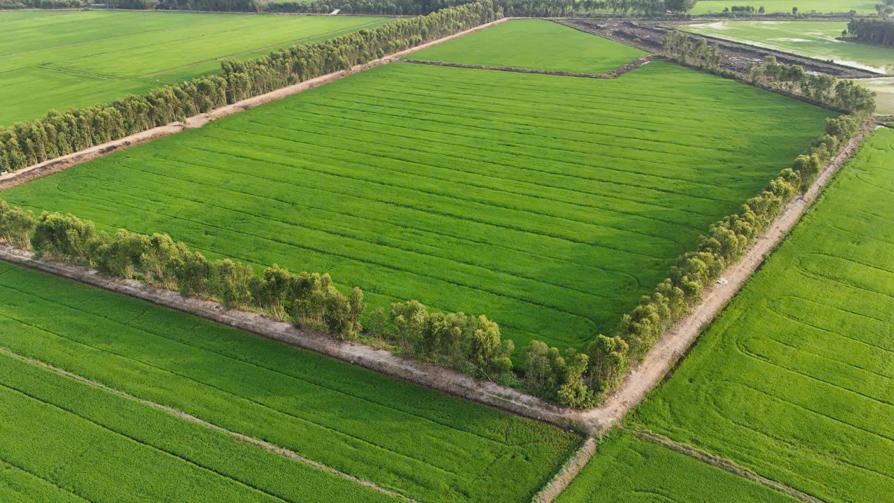 3,5 mẫu lúa rừng sản xuất mặt tiền đá xanh trung tâm huyện Đức Huệ, Long an giá rẽ