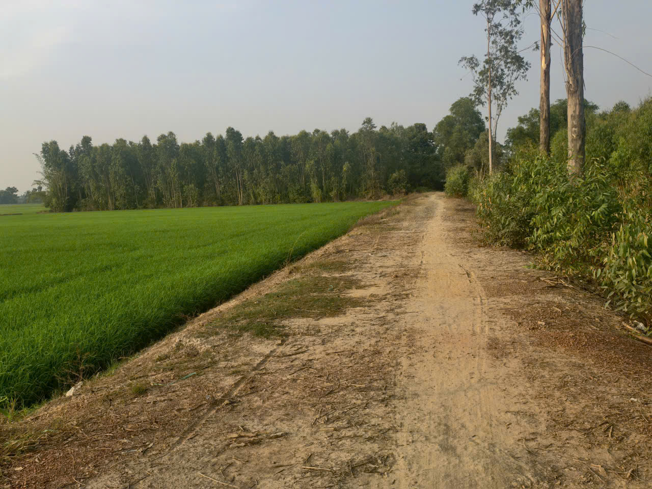 3,5 mẫu lúa rừng sản xuất mặt tiền đá xanh trung tâm huyện Đức Huệ, Long an giá rẽ