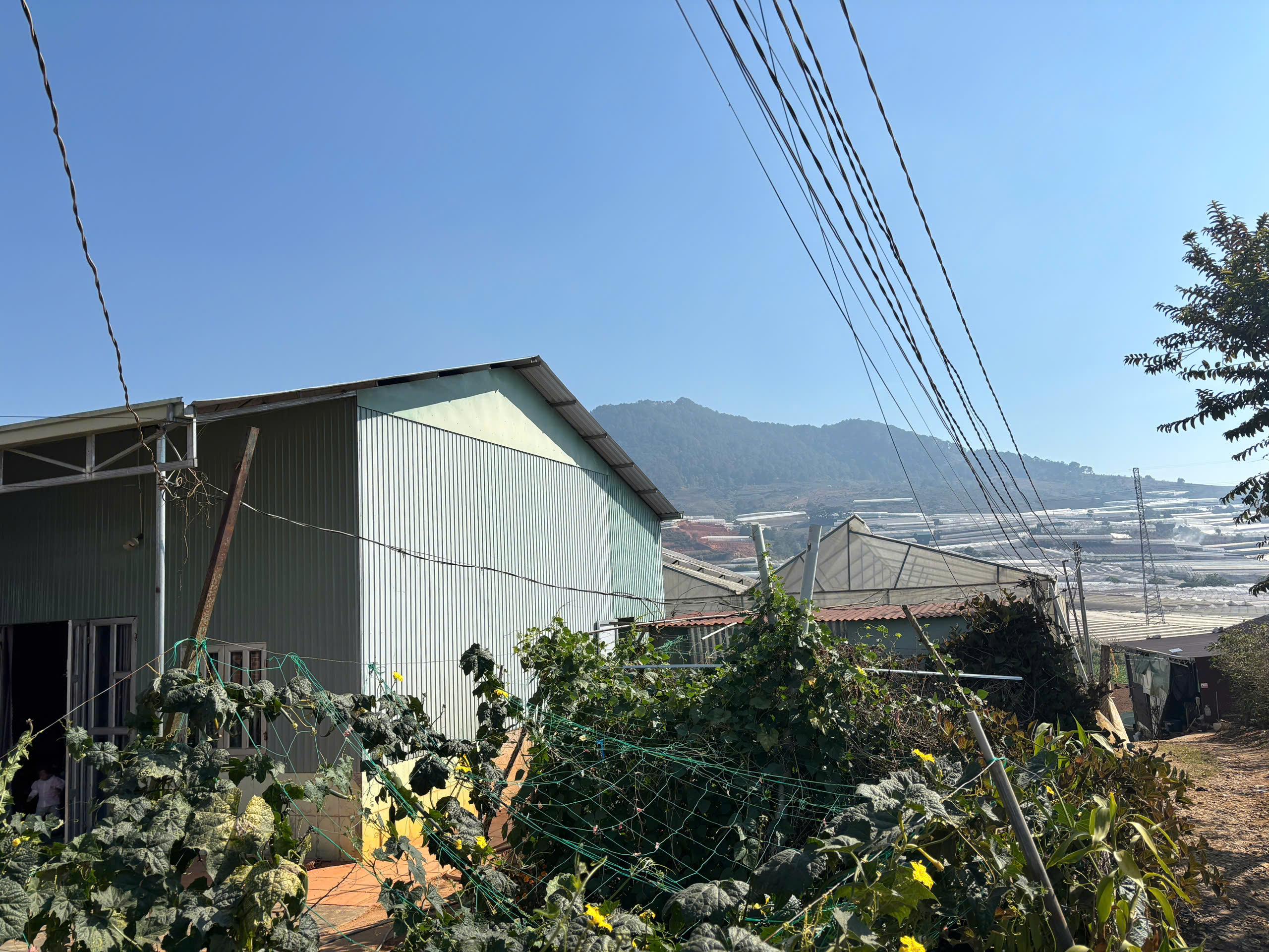 BÁN ĐẤT XÂY DỰNG NHÀ TẠI ĐÀ LẠT 300 M2 GIÁ 3 tỷ