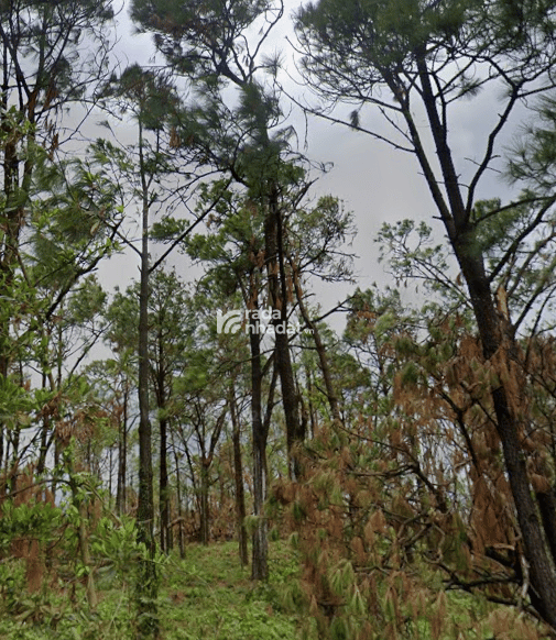 Đất nền tại Thôn 4, Hoàng Tân, Quảng Ninh diện tích 950 m2, giá bán 33,5 tỷ VND có thương lượng